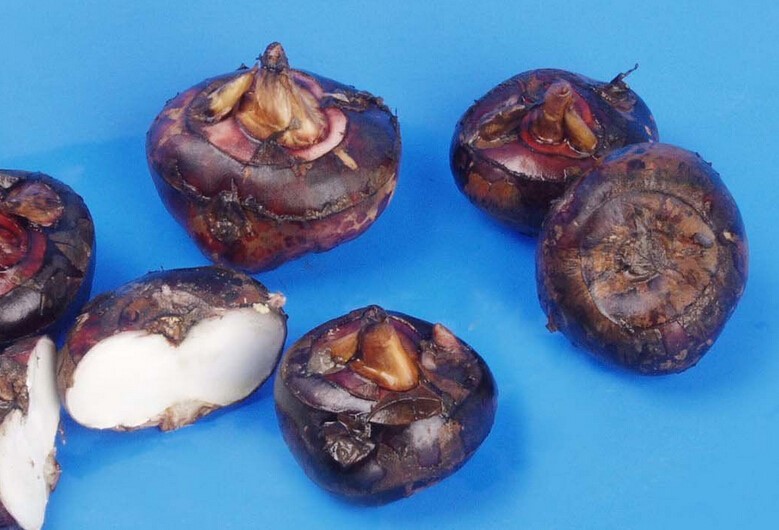 荸荠不建议带皮生吃 可能导致肠道溃疡