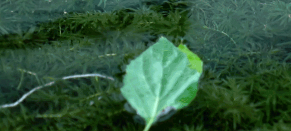 713e5fef4b38445690e2691a4778de9c.gif