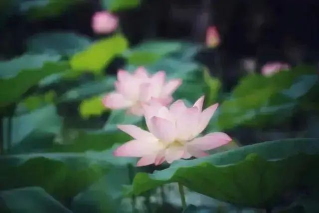 42129e0542783e7e6bb1364393cc0bc6.jpeg