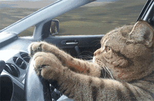 8d4e94142f8543f2b1a5a4eedada8ede.gif