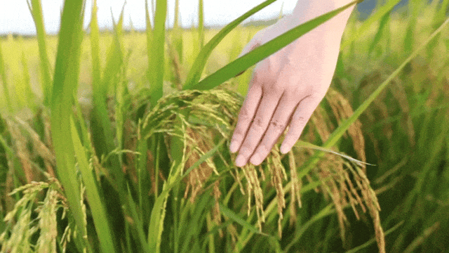 0c2141bbb211ab6d5fd2b1d02ed9c505.gif