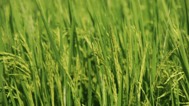 5275eb9dc2461b6c300f943da391fbfa.gif
