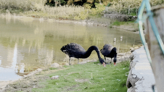 38274ad4d1ad9502d6b8bfe9cc1bc2d2.gif