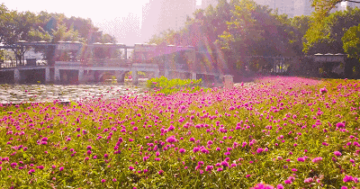 ca81a1f6582e1ee61567313a92fc0979.gif