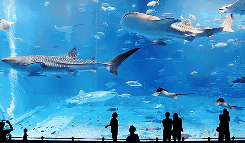 50d6ef1e63f49682e70b0847bf176ce0.gif