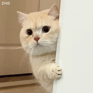 ee30ba27c508fb24248719c995b5416b.gif