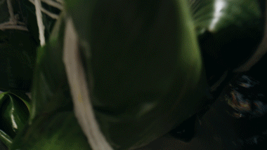 70f913e482cac7d010fd5ba69b29a4b0.gif