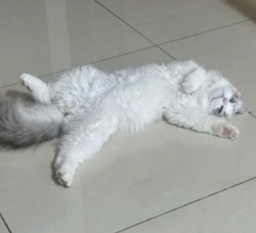 QQ截图20240829183825.png