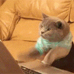 ff53a0f59991c6f6c1dd1b6997b8d85d.gif