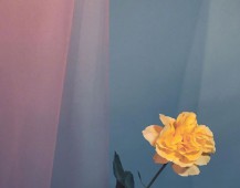 鲜花与美女一样需要人欣赏