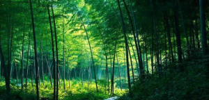 肇庆这个县，拥有中国面积最大的竹林，是广东唯一的竹生态旅游区 ... ...