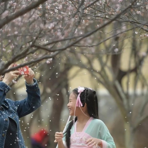 暗香撩人！中山这里大片梅花开了，约吗？