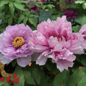 “百花之王”来广州了！这些地方隐藏了大片花海
