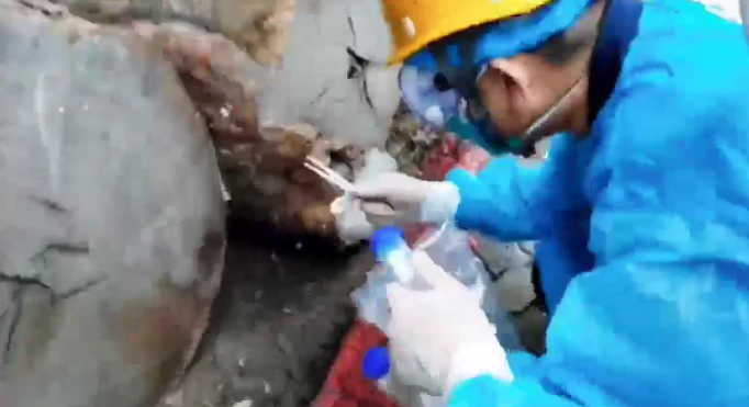 惊心！海关截获活体毒蜘蛛“黑寡妇”
