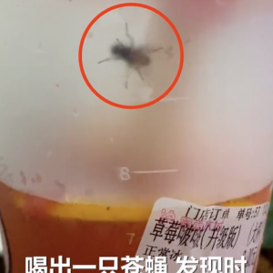 饮料里喝出活苍蝇？知名奶茶店回应