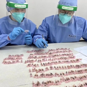 严查！300只活体蚂蚁，申报为“乐高玩具”入境
