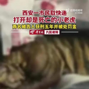 女子取快递，竟收到死亡小老虎