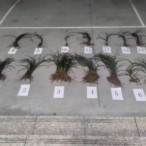 采挖14簇兰花，男子被刑事拘留