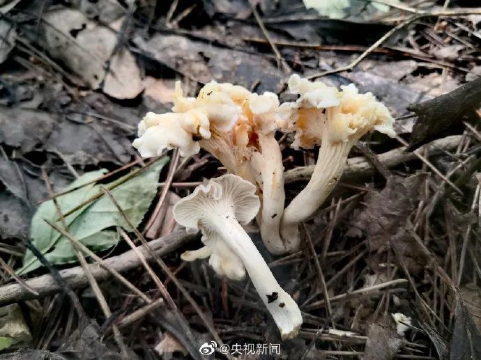 我国又发现一新物种！网友三连问：能吃吗？好吃吗？怎么吃？ ...