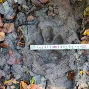 注意！野生东北虎突现此地……