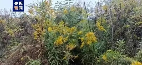 此地首次发现“加拿大一枝黄花”，计划统一挖除并焚烧