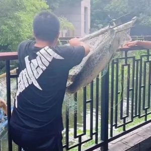 又现“怪鱼”！专家：水中无天敌