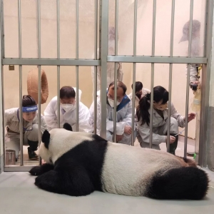 大熊猫“团团”还好吗？赴台诊治专家这样说
