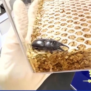 活虫还是塑料玩具？这些东西不能海淘！
