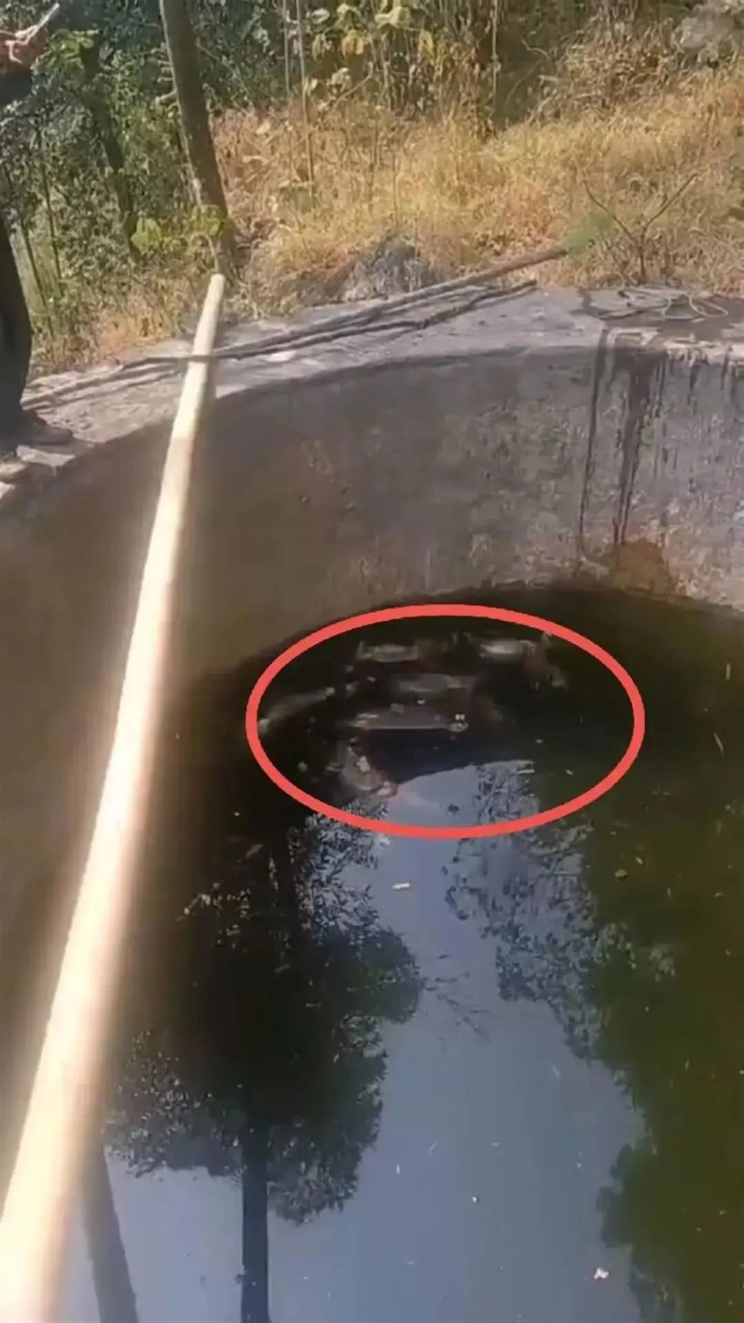 喝水感觉味道不对，在蓄水池竟发现多具猴子尸体！