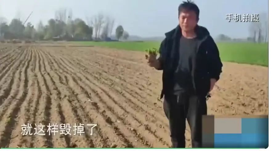 货车通行不畅，农民被迫毁菜！当地回应