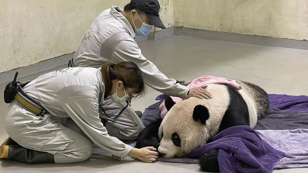 “团团”的死因找到了