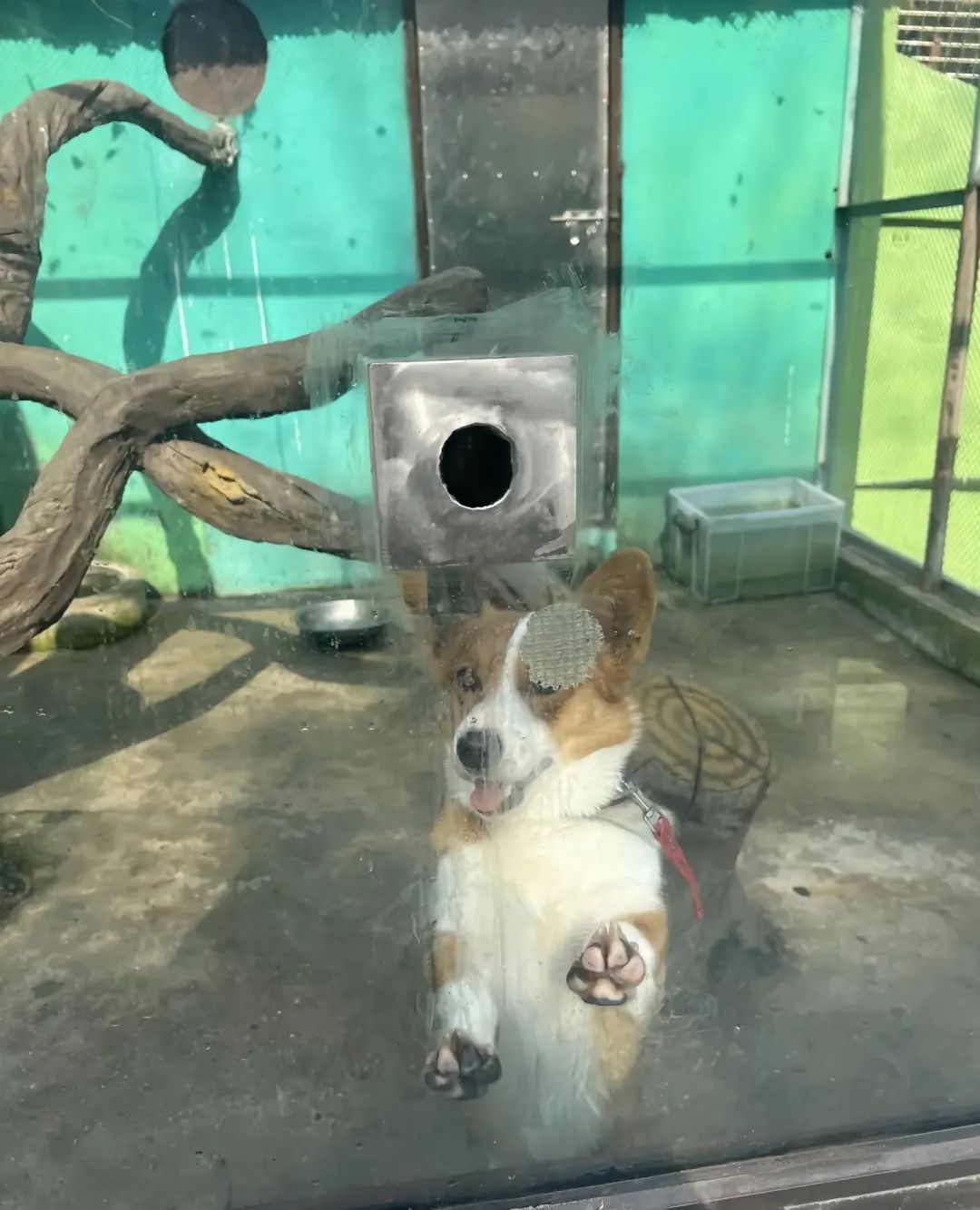 收费30元的动物园看柯基犬和鸡？回应：有人为赚流量，只拍这些 ...