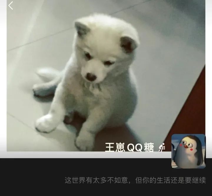 奇缘！女子刷视频，与丢了两年的“宝贝”重逢：跨越千里也要接回家 ...