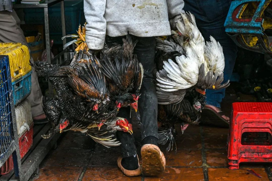 柬埔寨2人感染H5N1，“未发现人传人”