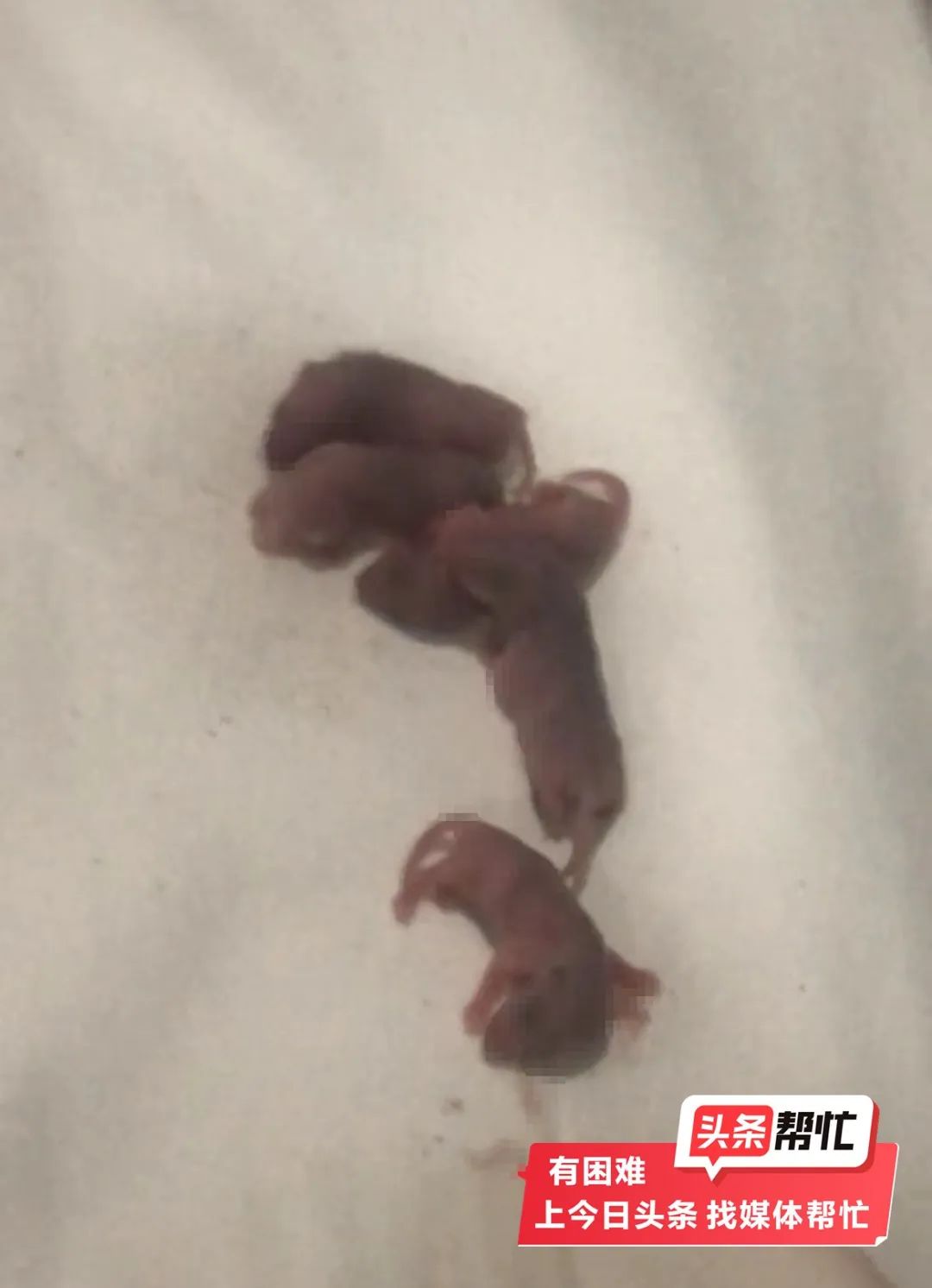 人麻了！男子入住酒店发现枕头下一窝老鼠幼崽，掀开一看压死了...... ...