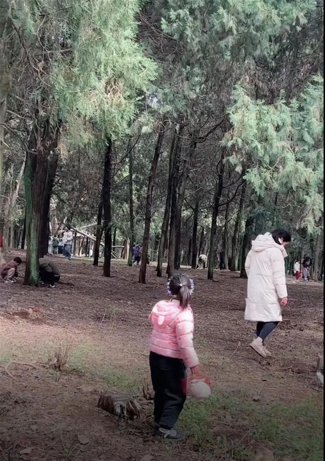 上百人进山挖黄金？官方：挖的是一种昆虫，当地人称之为“土黄金” ...