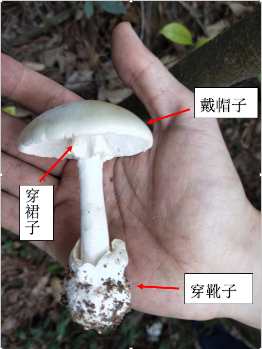 紧急提醒！“广东毒王”再现，谨防中毒！