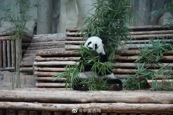 消息传来，“林惠”不幸去世