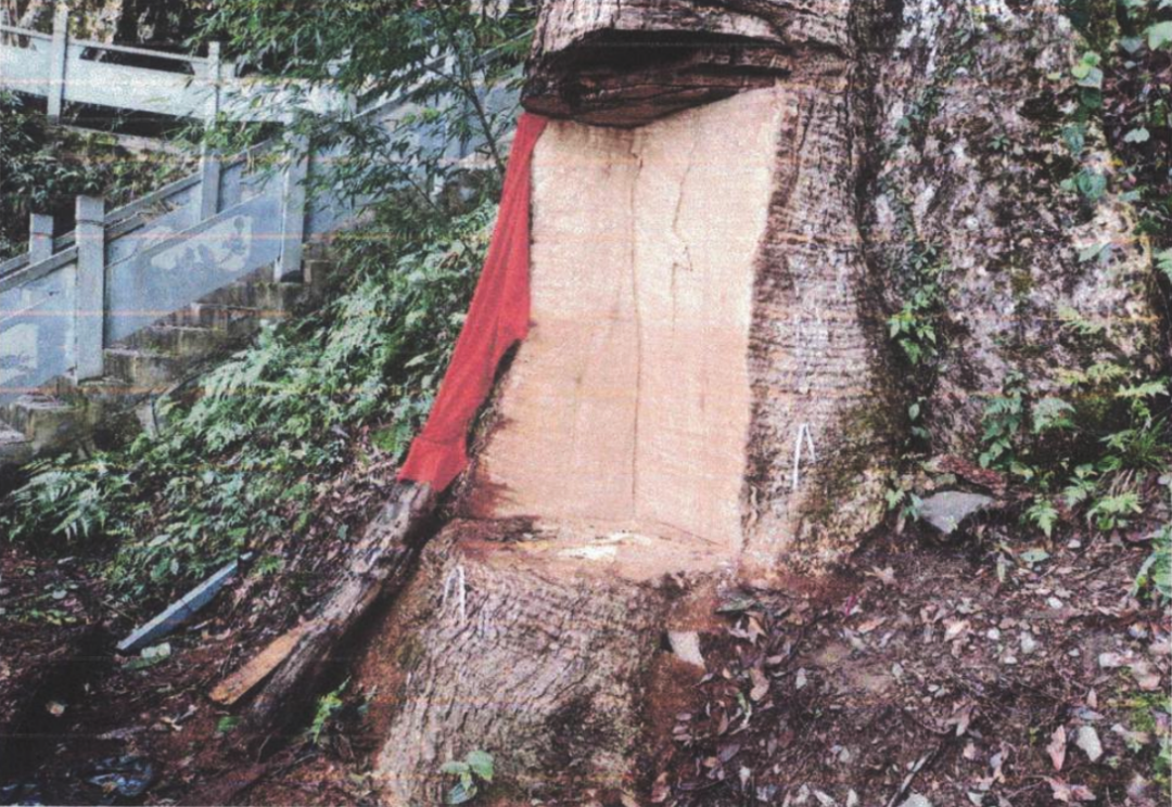 2600岁“古楠木王”被盗割！判了