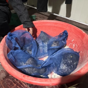 男子被抓，民警打开冰柜，触目惊心……