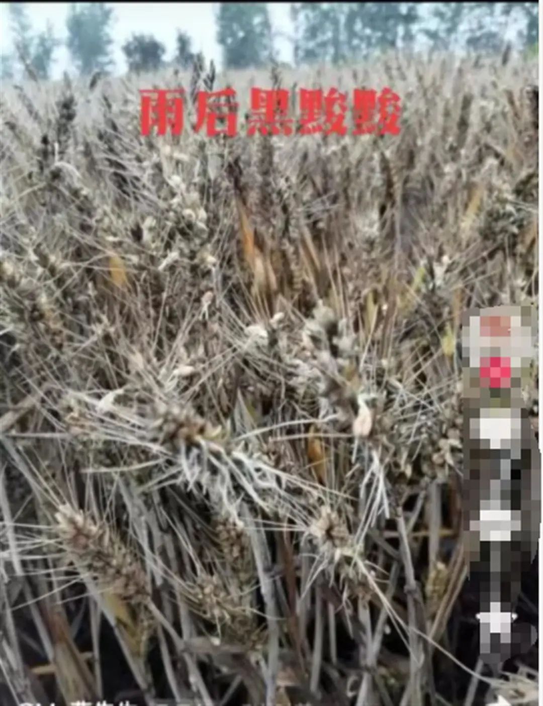 上百台收割机无法下高速，致麦子遭雨淋受损？当地回应