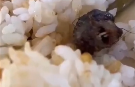 鼠头or鸭脖？多方回应，为何网友不买账？