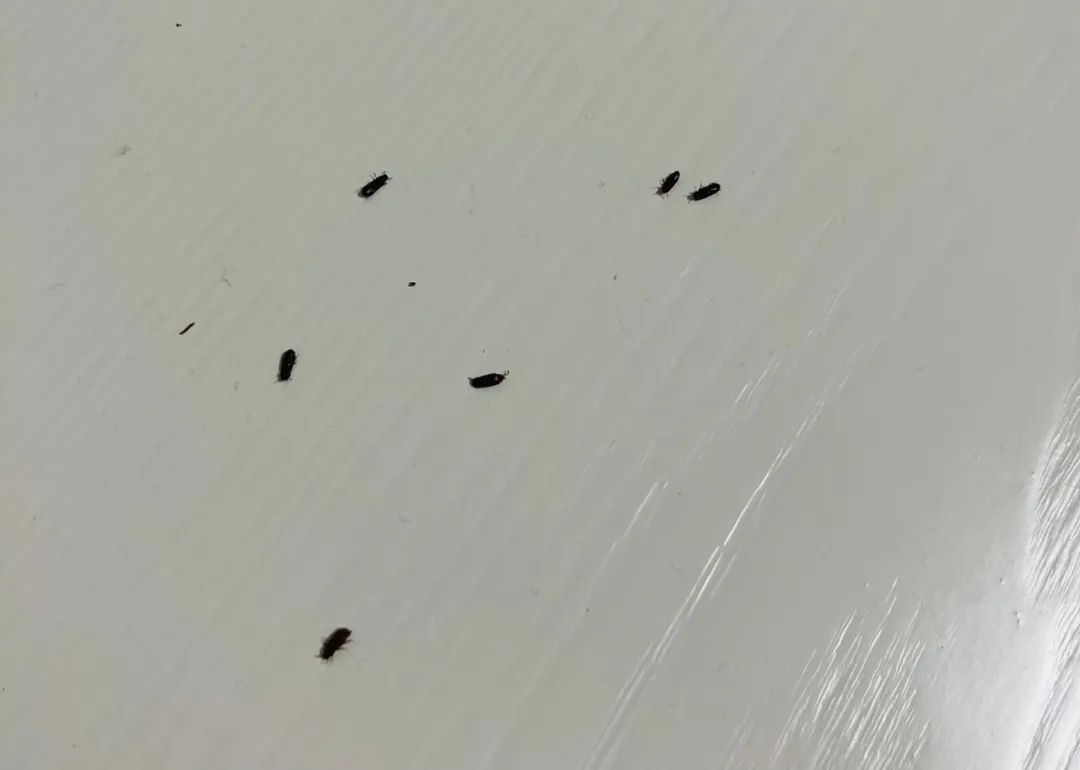 整个客厅都是！杭城很多人家里突然出现：吓懵了，每天冒出来 ...