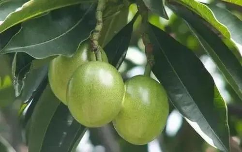 这种“芒果”半颗就能致命！还有这些碰都不能碰！