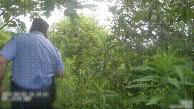 男子出门买早餐，在绿化带内迷路四天三夜！