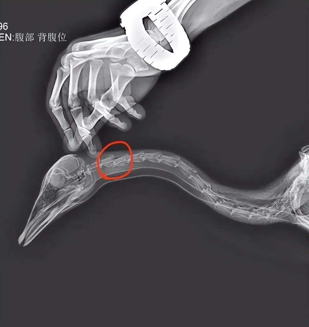 已确认情况属实！网红“大宝”突然死亡