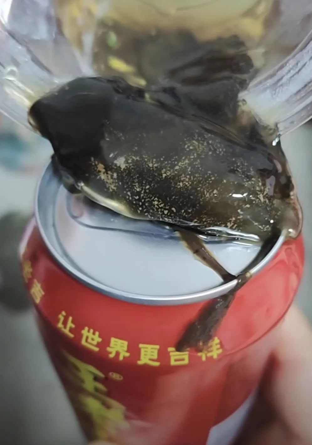 王老吉里倒出黑褐色果冻状粘稠物？回应：或因运输碰撞导致霉变 ...
