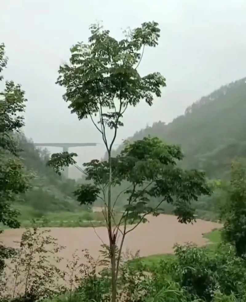 突发！一地暴雨，铁路桥梁垮塌！