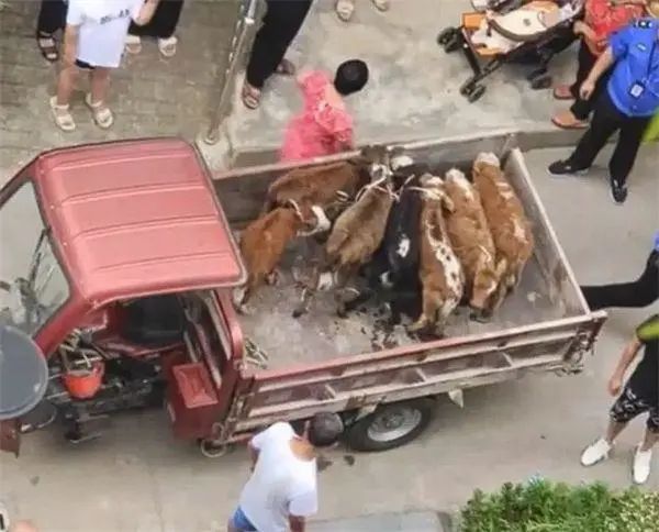 居民在5楼阳台养7头牛，邻居崩溃：又臭又吵