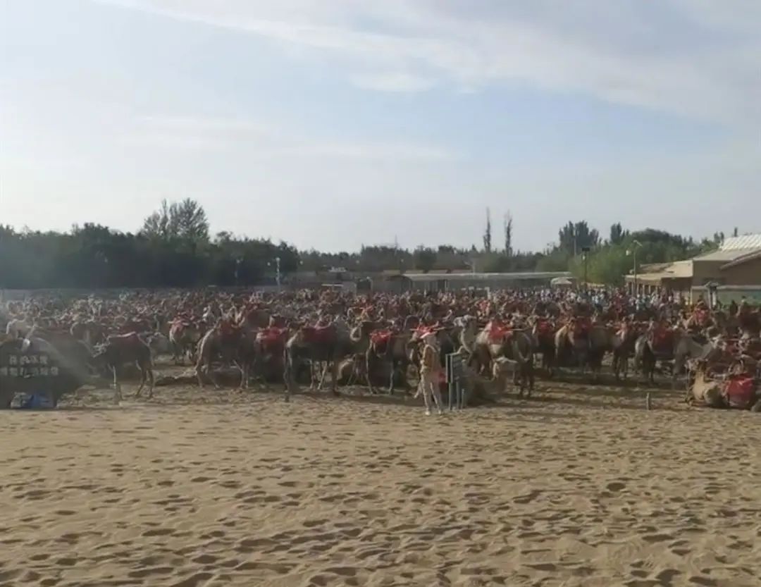 鸣沙山月牙泉千余骆驼集体“罢工”？景区回应